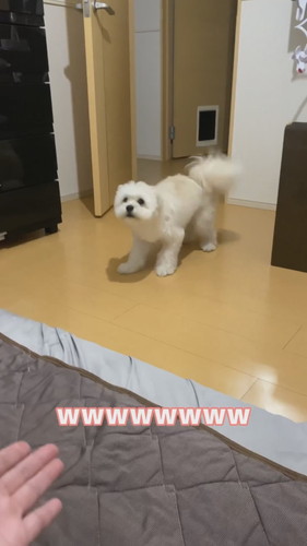 フェースパックしたら愛犬が怖がる