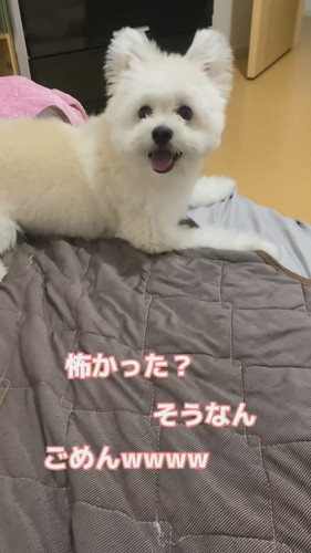 フェースパックしたら愛犬が怖がる