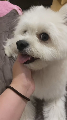 フェースパックしたら愛犬が怖がる