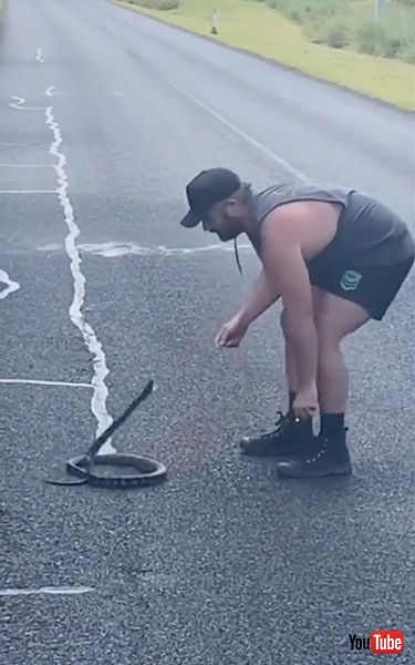 ヘビを安全な場所に移動