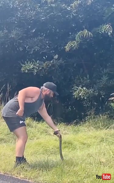 ヘビを安全な場所に移動