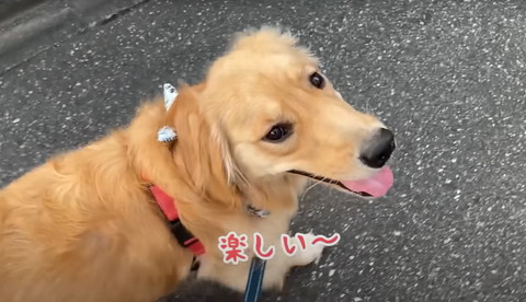 楽しいテロップ