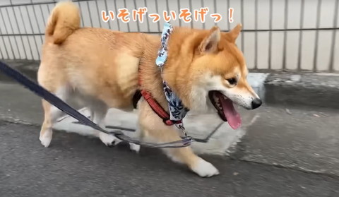 いそげっテロップ