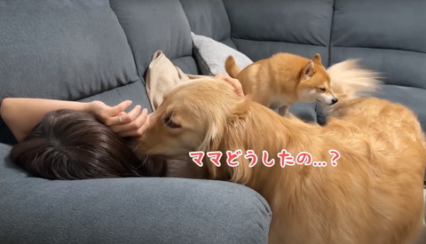 ママどうしたのテロップ