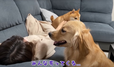 みんな寄ってくるテロップ