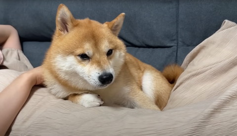 ママのおなかに寄り添う柴犬
