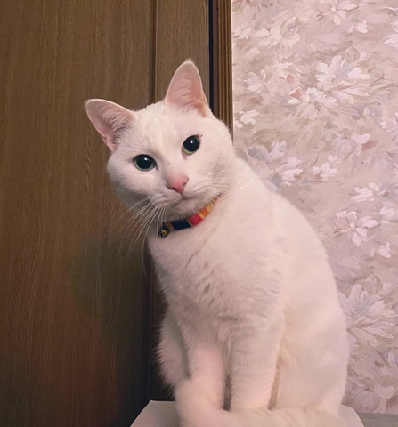 お座りして体左に傾けてる猫
