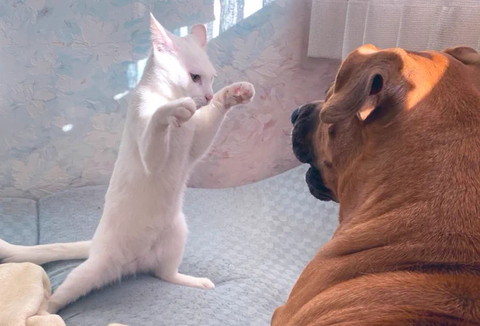 ワンコの前で2足立ち猫