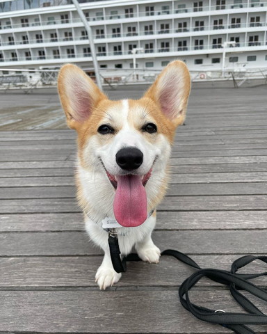 目を細めて笑うコーギー