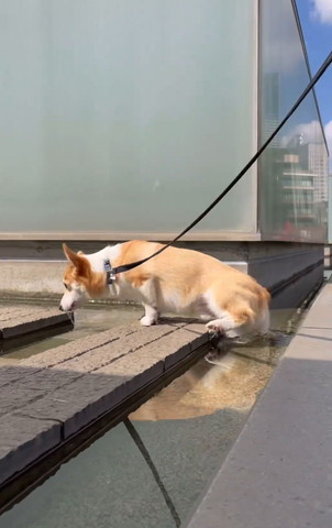 後ろ足が水に落ちてる横顔