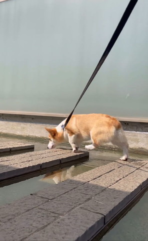 れんがを渡るワンコ斜め後ろ