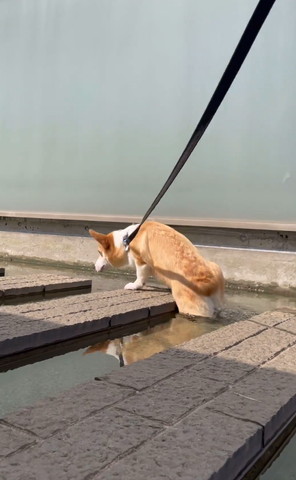 後ろ足が水に落ちてるワンコ斜め後ろ