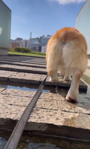 れんがを渡るワンコのお尻