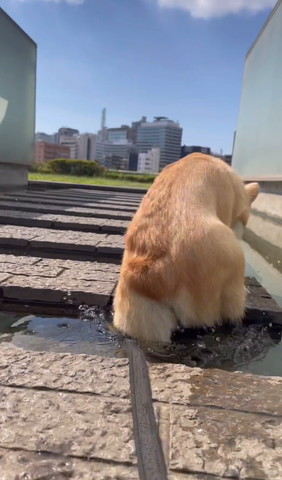 後ろ足が落ちてるワンコのお尻