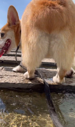 お尻むけて笑顔のワンコ