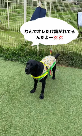 屋外で少し口あけてるワンコ
