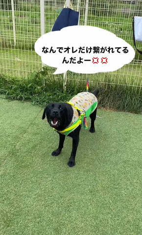 屋外で吠えてるワンコ