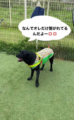 左向いて笑顔のわんこ