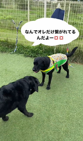 向かい合うワンコたち