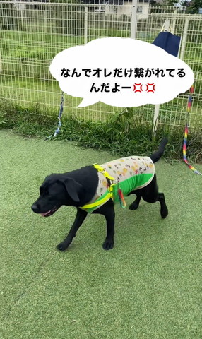 歩き出すワンコ