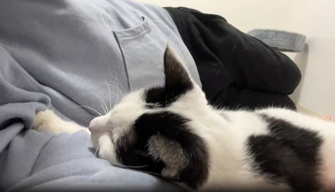 腕に顎をのせて甘える猫後頭部