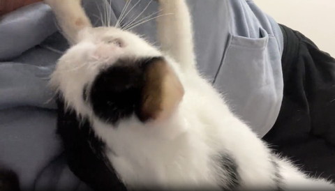 人間の顏さわろうとする猫アップ