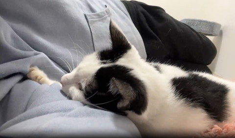 腕に顎をのせて甘える猫り