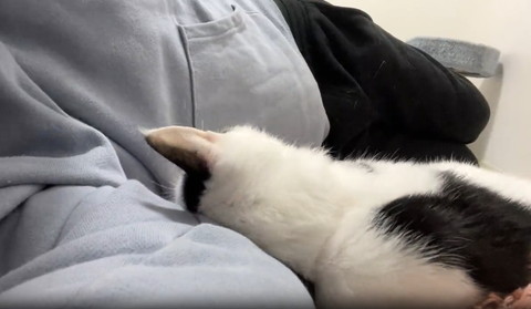 人間に腕に頭すりつける猫