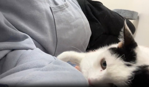 画面右下にいる猫