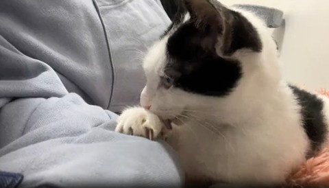 前足なめてる猫