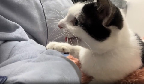 鳴いてる猫