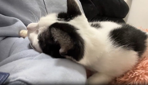 腕にあごのせてる猫