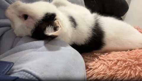 あおむけ猫