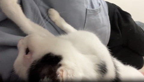 人間の顏さわろうとする猫