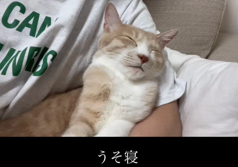 飼い主に寄りかかる猫斜め横から