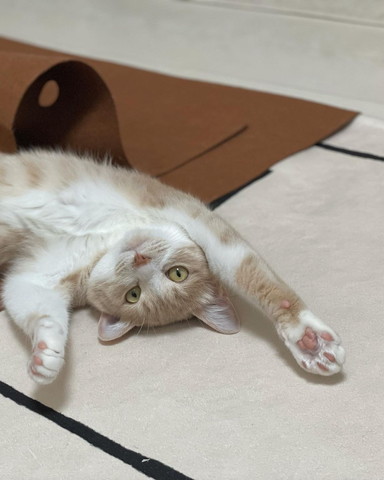 腕あげてくつろぐ猫