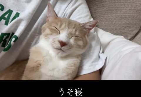 飼い主に寄りかかる猫正面