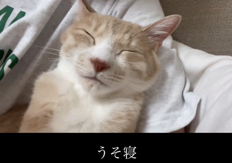 飼い主に寄りかかる猫斜め下から