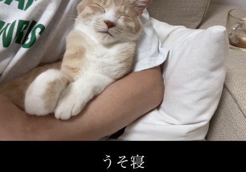 飼い主の腕に前足のせてる猫