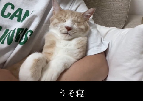 寝ながら肩をあげる猫