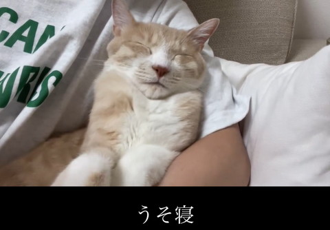 寝ながら肩をあげる猫アップ