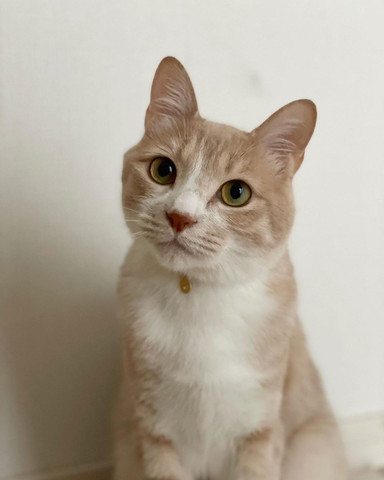 お座り猫ちゃん