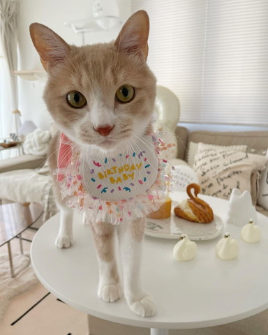 タイつけてる猫