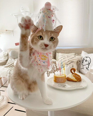 タイと帽子つけて右前足あげてる猫