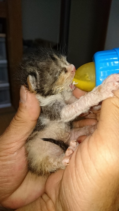 保護子猫成長