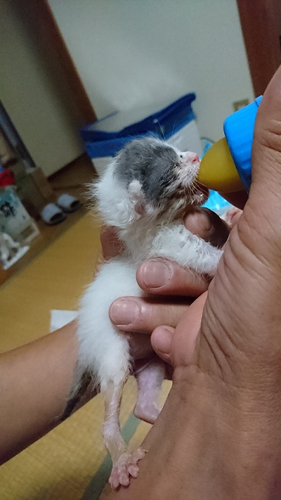 小さい保護子猫