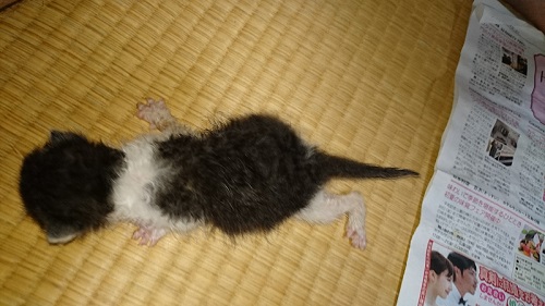 へその緒が付いた保護子猫