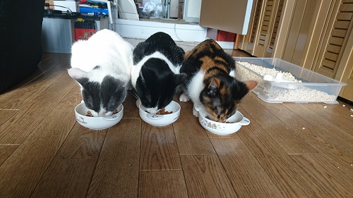 ごはんを食べる猫きょうだい