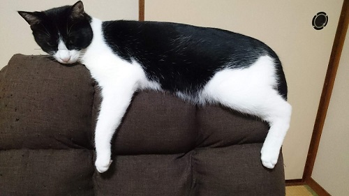 ソファに乗る猫