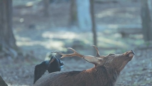 首かしげる鹿